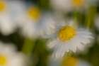 USA-Colorado-Gunnison National Forest Wild chamomile flower abstract Art Print